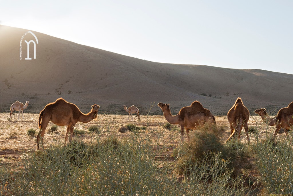 Morocco desert camping