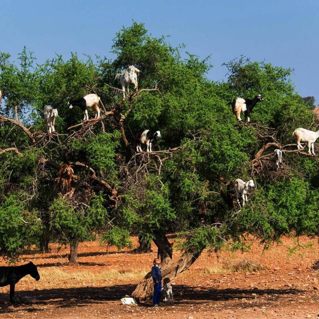 Goat climbing an argan tree in Essaouira, Morocco – traditional Moroccan landscapes and authentic experiences