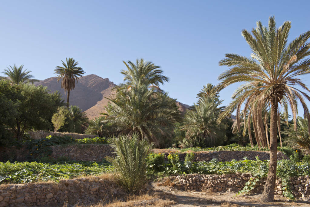 Private luxury travel experience in a secluded desert oasis in Morocco, surrounded by palm trees and serene landscapes.